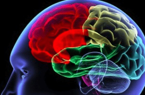 Older Brains Slow Due to Greater Experience, Rather Than Cognitive Decline