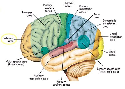How The Brain Works