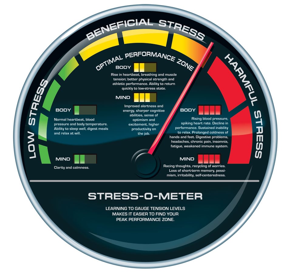 Stress 101: Every Little Thing You Ever Wanted to Know about Stress