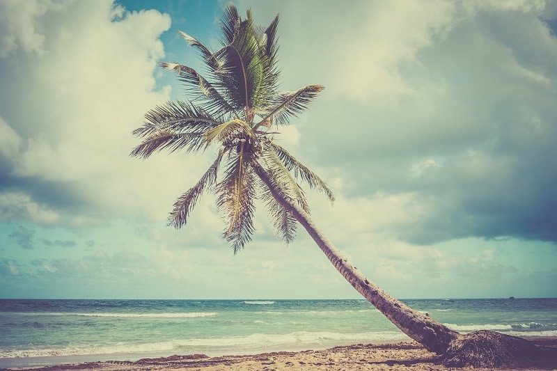 Climbing Trees Makes You Smarter by Improving Your Working Memory