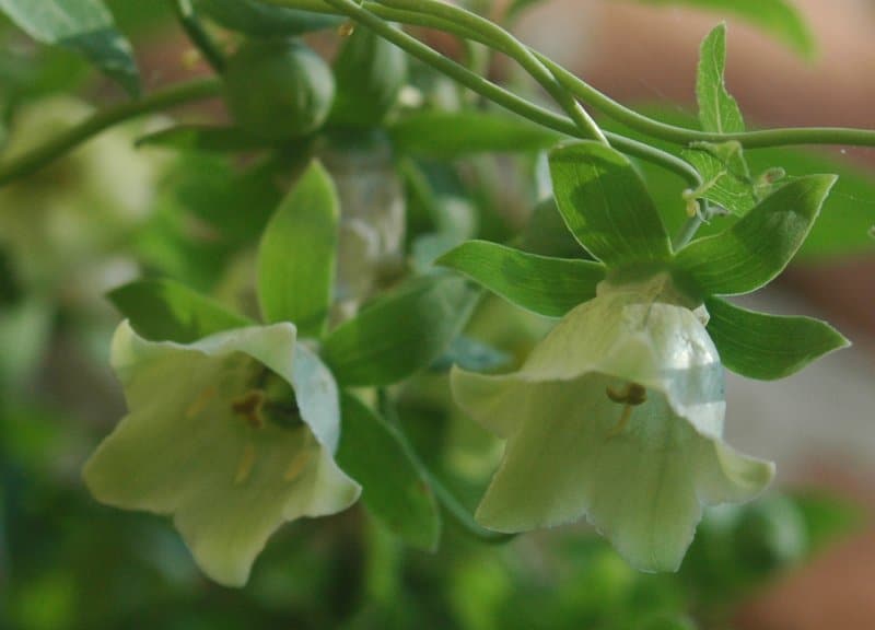 What Are The Health Benefits of Codonopsis?