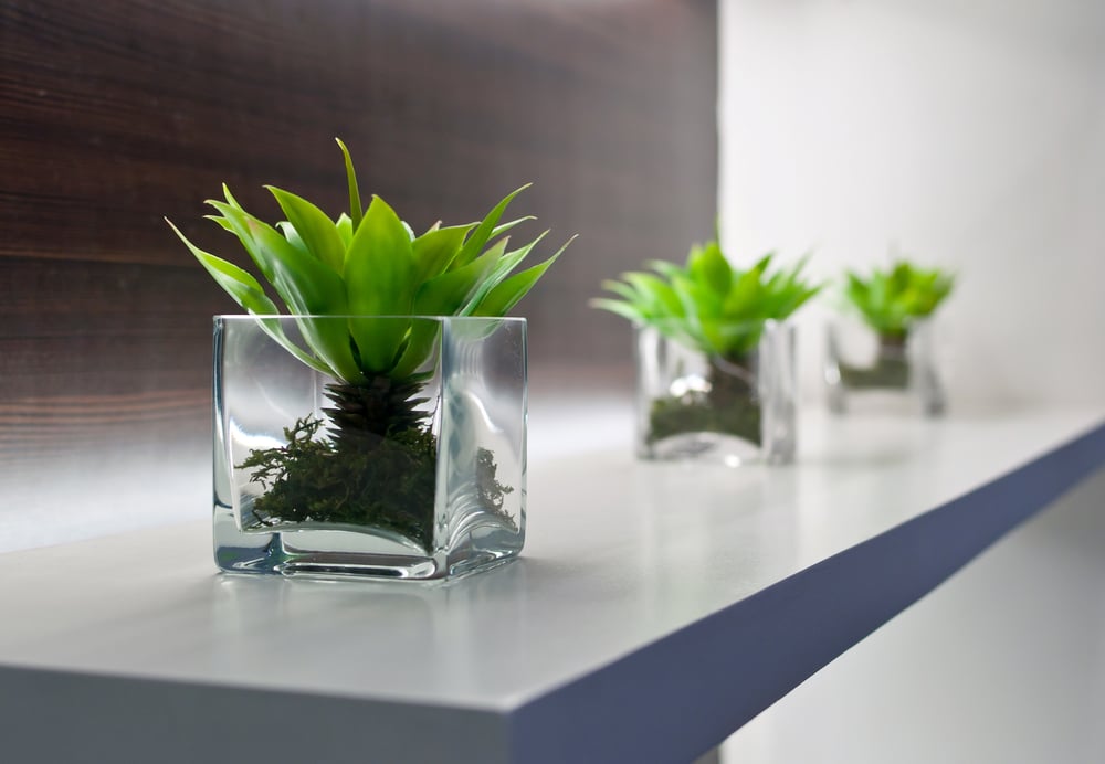 Plants In The Workplace Make You Happier and More Productive