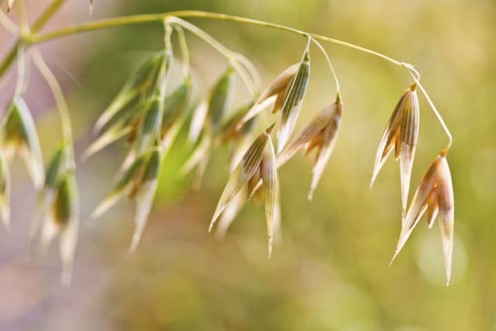 Benefits of Oatstraw (Avena Sativa) Extract