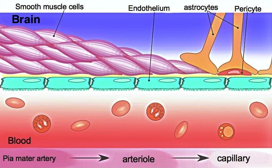 What Does Crossing The Blood-Brain Barrier (BBB) Mean?