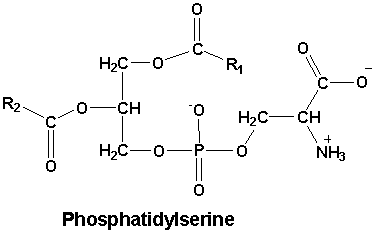 The Cognitive Benefits of Phosphatidylserine