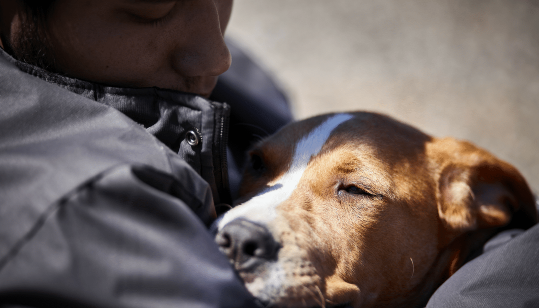 How to Get an Emotional Support Animal