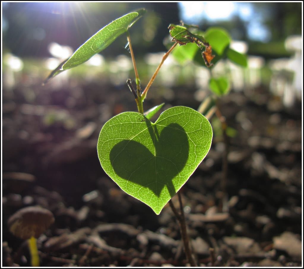 a plant with heart shaped leaves on a garden